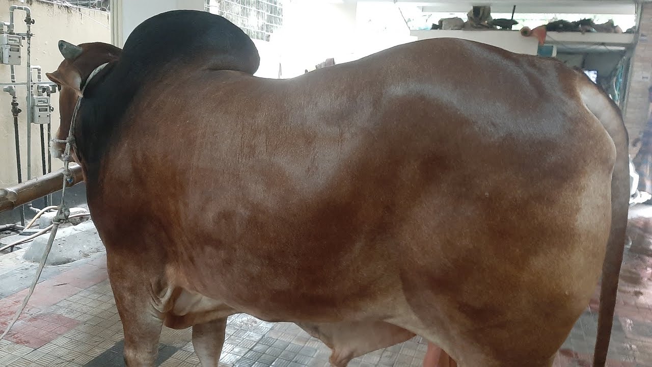 Eid--Ul--Adha  '2025 : Samin Yasar Arif