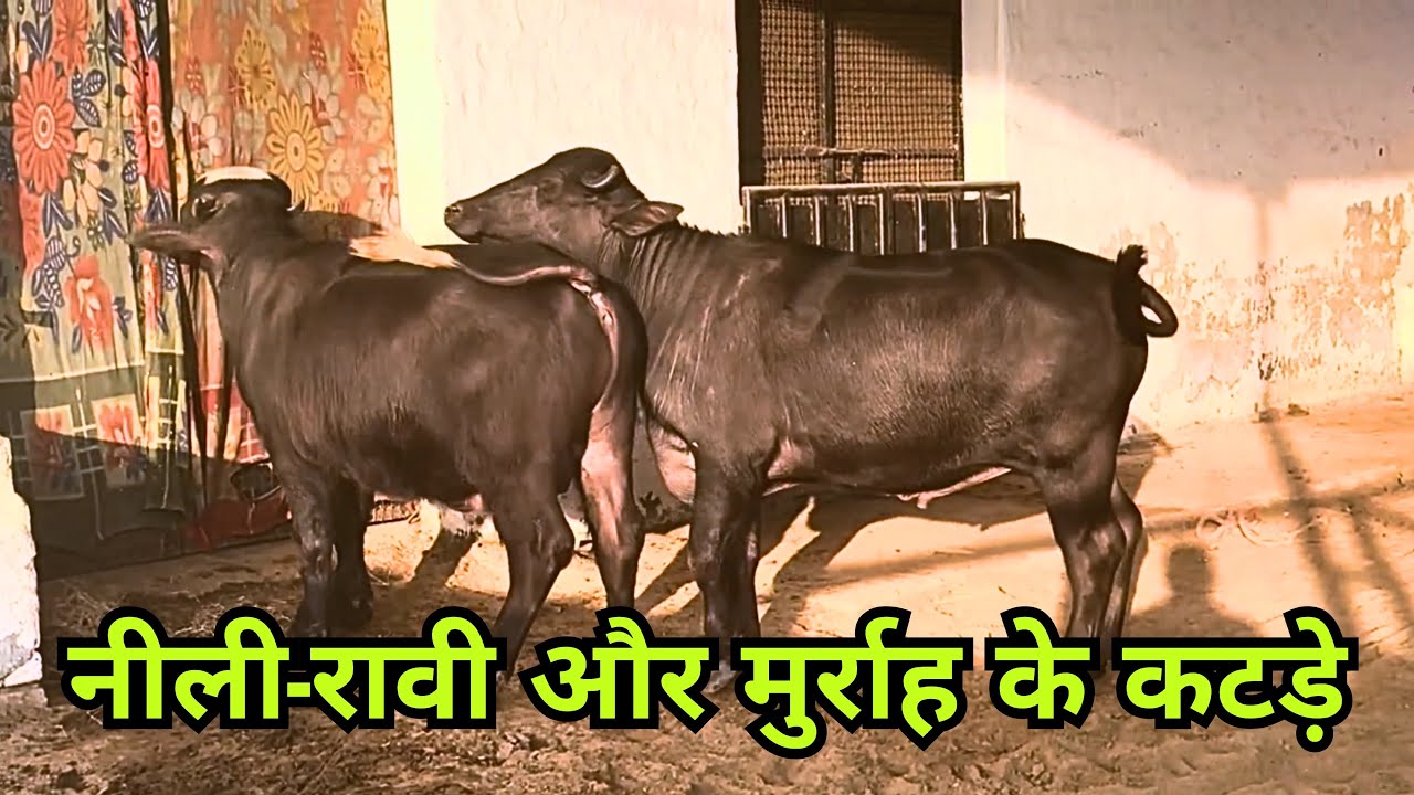 Murrah V/S Nili Ravi 😍 Buffalo | मुर्राह और नीली- रावी में अंतर