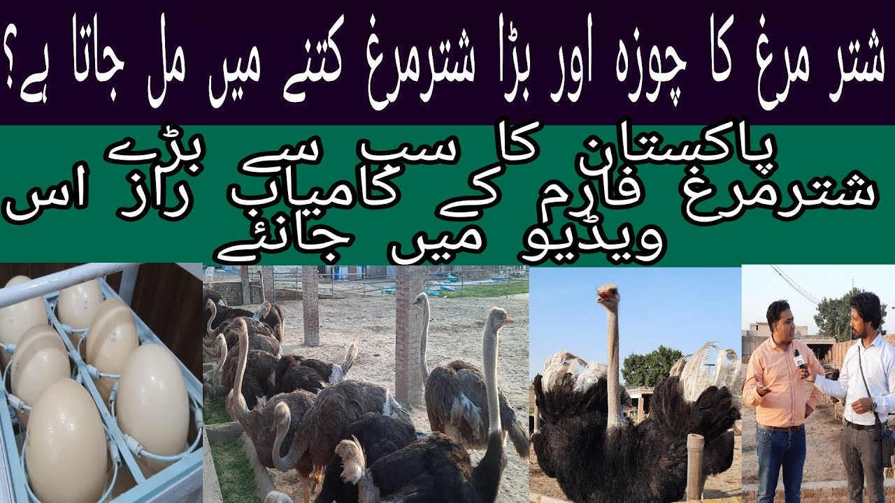 How to Start Ostrich Farm | Ostirch Farm in Pakistan | 2022 | Biggest Ostrich Farm | #Ostrich_Fram