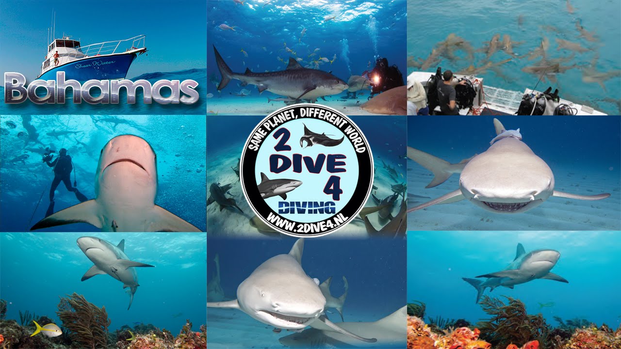 Shark expedition with Jim Abernethy's Scuba Adventures