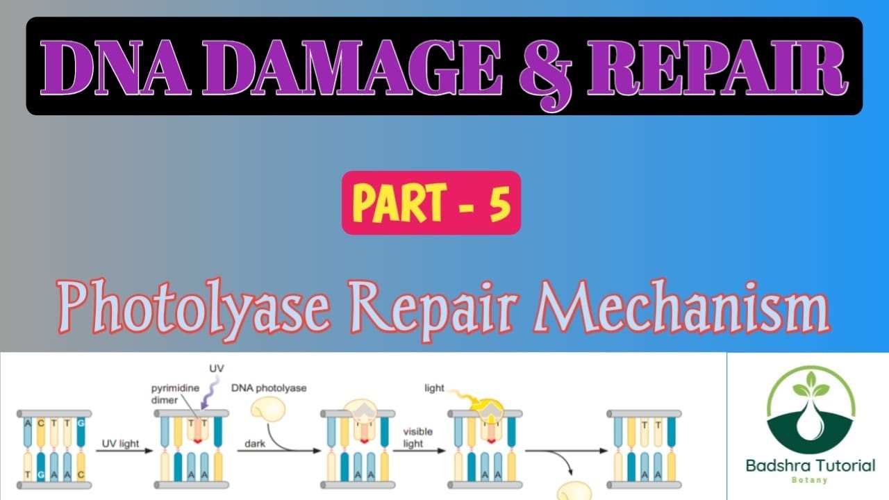 Photoreactivation Repair| Photolyase| Alkylation DNA repair| Direct repair| DNA damage and repair.