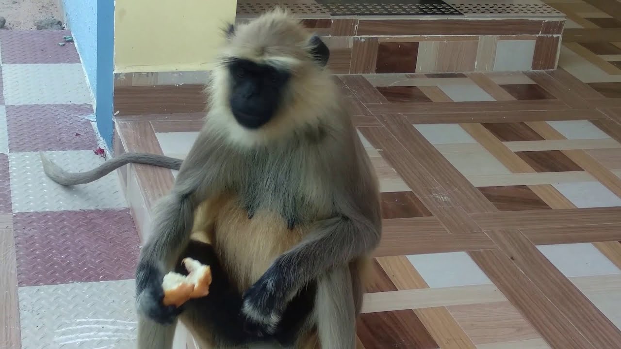 Friendly Gary langur || Friendly kondamuchu || friendly animal || India.