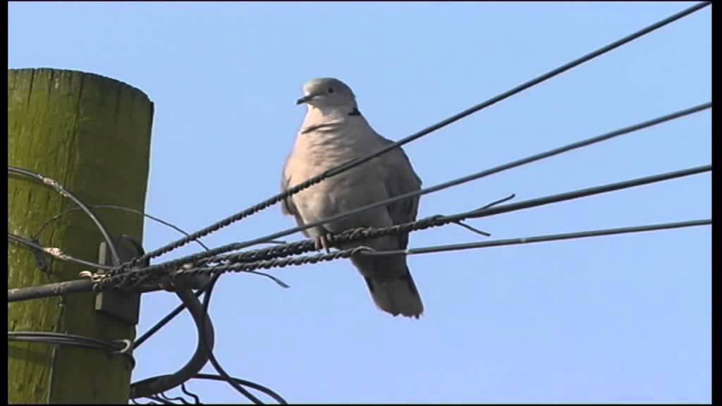 Collared Dove cooing
