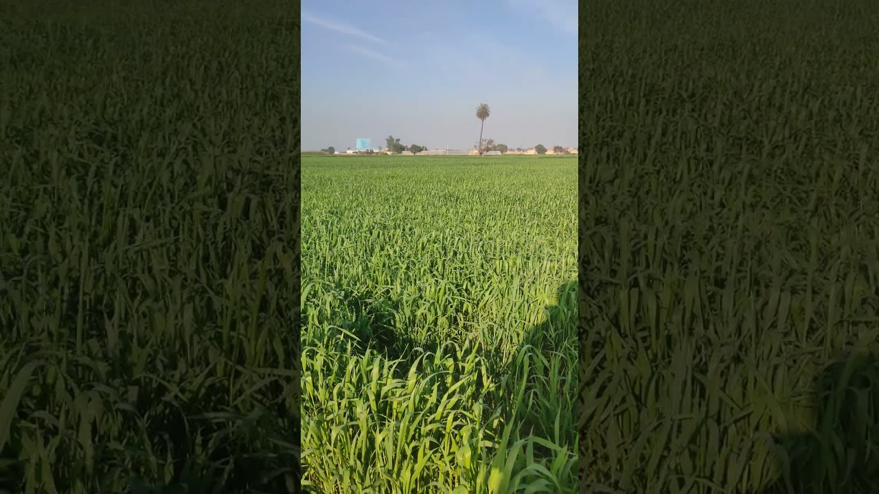 Kuch sukoon k pal khet mein $&$