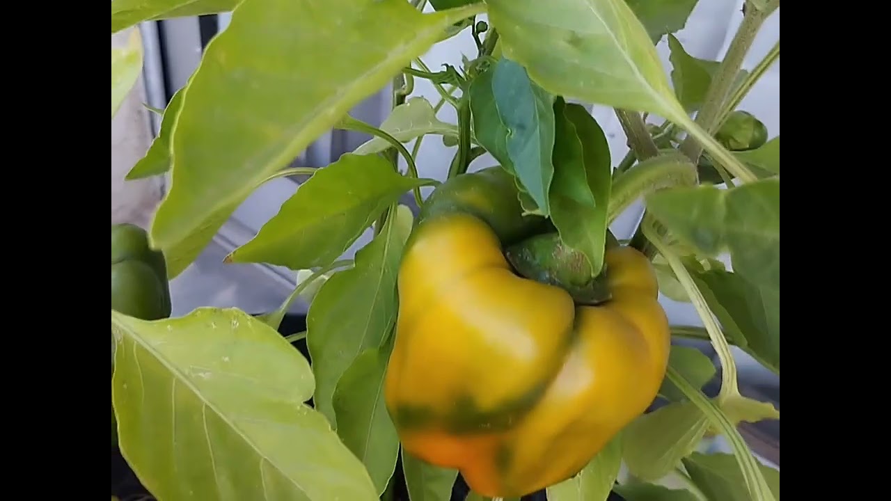 Benef&iacute;cios do piment&atilde;o amarelo Depois desse v&iacute;deo vai mudar a sua alimenta&ccedil;&atilde;o