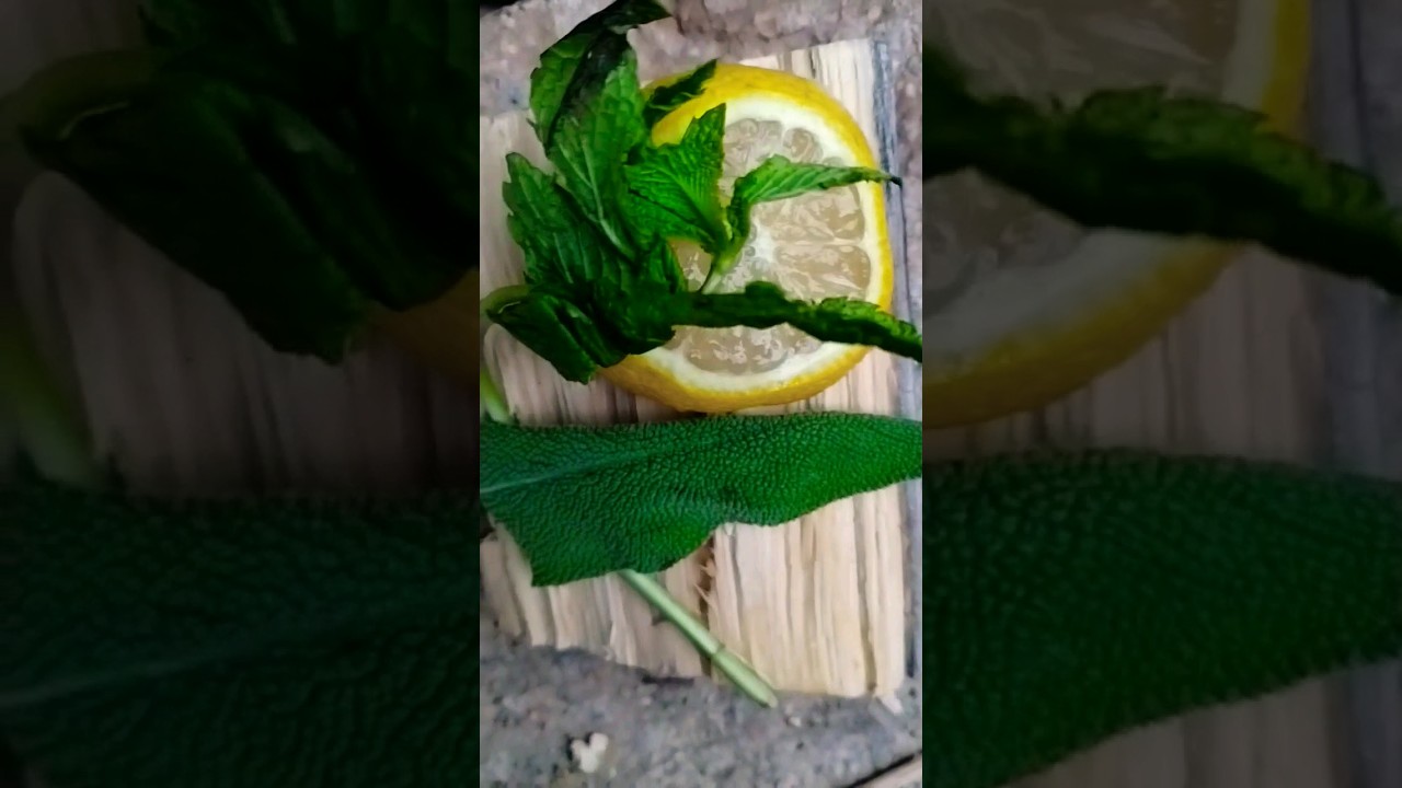 Bushcraft Herbal Tea in the Wilderness #bushcraft #outdoorcooking #camping #wild #campfire #plants