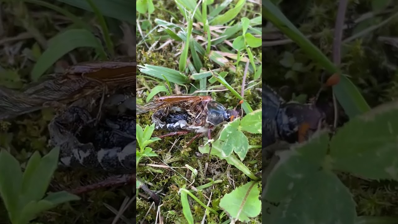 WTF | How is this bug even still alive ?