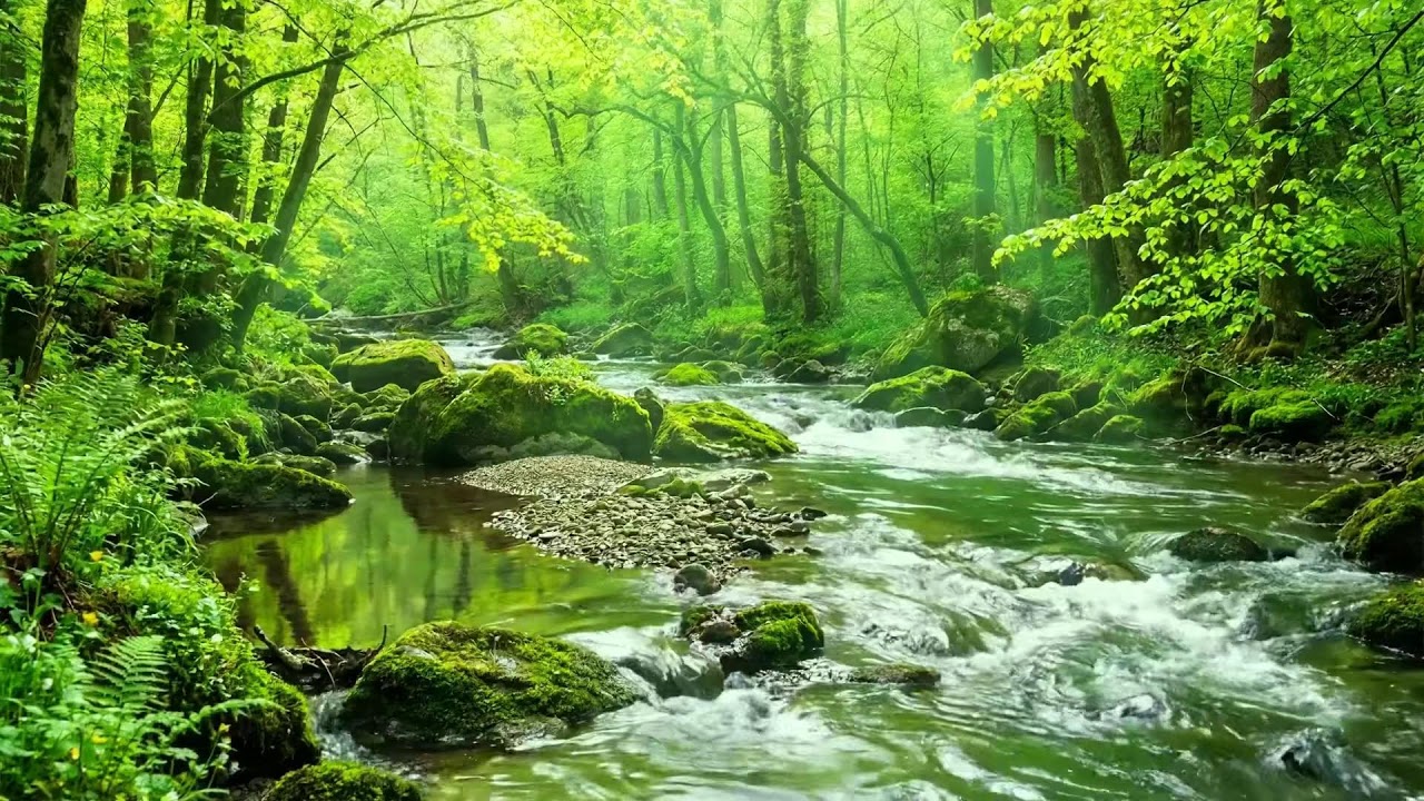 Wild Birds Singing with Clear Stream Flow, Soothing Relaxing Nature Ambience for Deep Calm ASMR