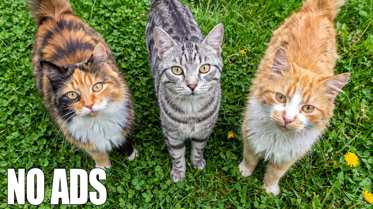 Расслабляющая музыка для кошек 🐾 Снятие стресса и успокоение тревоги Музыка для сна мирного отдыха 💤