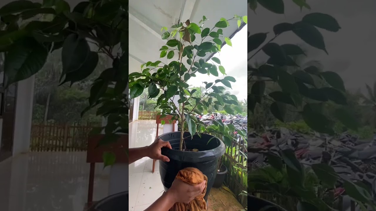 Large tree species are dwarfed