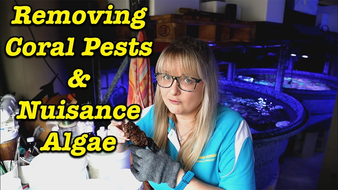 Removing Coral Pests & Nuisance Algae --- Gallery Aquatica TV