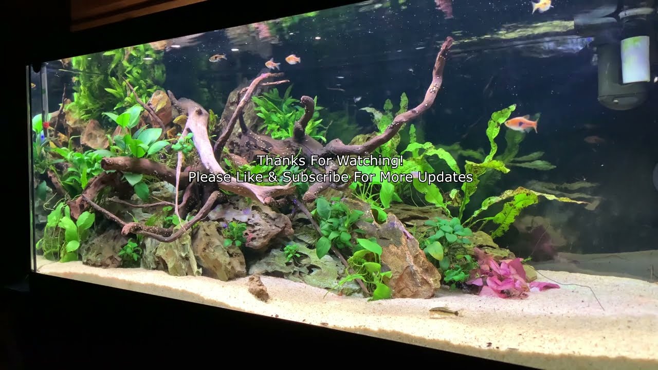 Espei Rasbora Aquarium