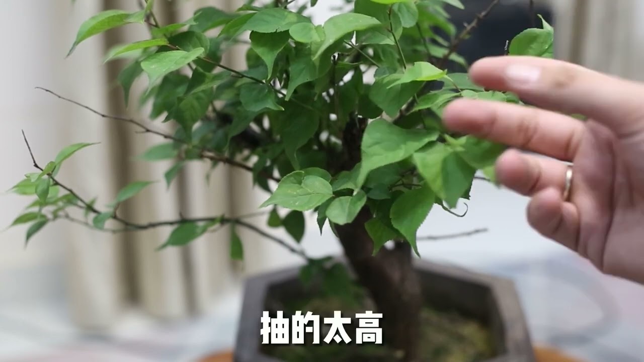 梅花盆栽怎么养｜园艺师教你｜梅花的详细养护技巧
