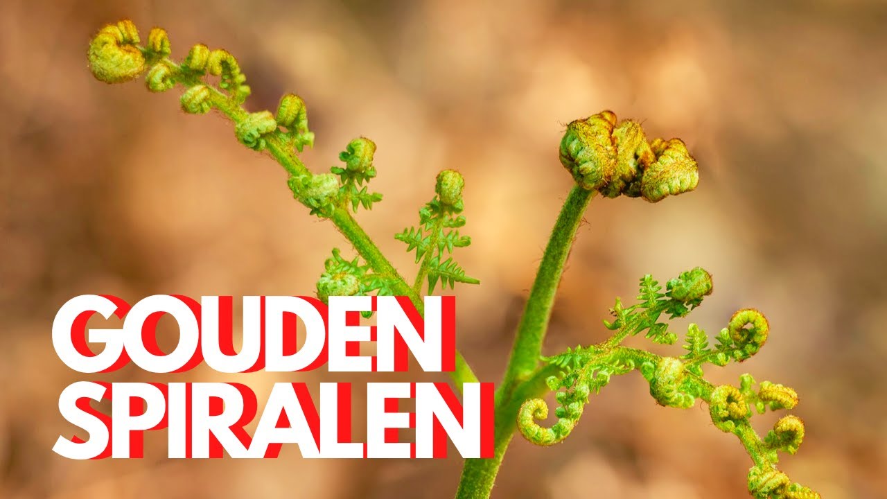 BOS- & MACROFOTOGRAFIE: FIBONACCI en “GOLDEN SPIRALS” zoeken in het bos!