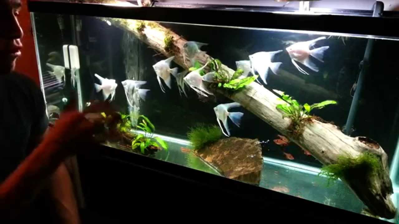 1. Fishtank Tour (55 Angelfish Tank)