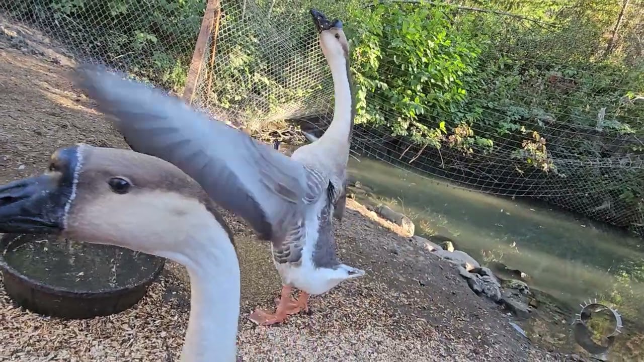 Geese are so weird!!