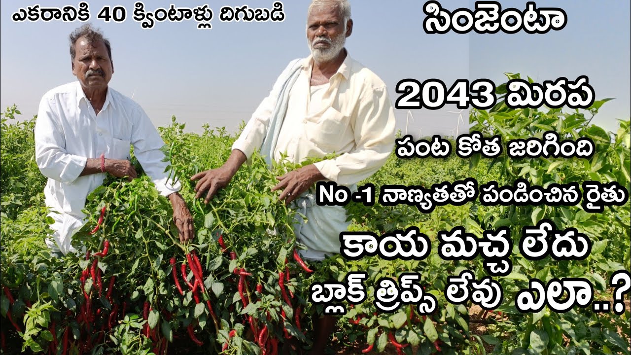 #syngenta #2043 మిరప అధిక దిగుబడి సాధించిన రైతు#syngenta #redchilli #farming #nelathallivlogs #
