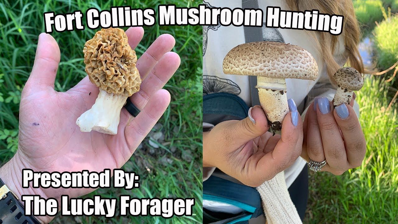 Hunting Morels & Other Mushrooms in Fort Collins, Colorado