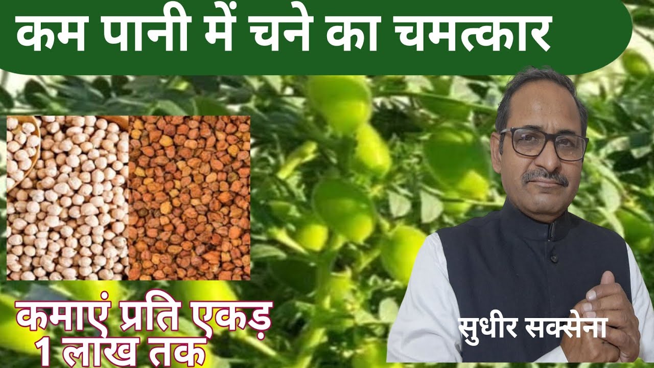 चना की बंपर पैदावार कैसे ले। काबुली चना की खेती। चना फसल की खेती कैसे करें। चना की अधिक उपज कैसे लें