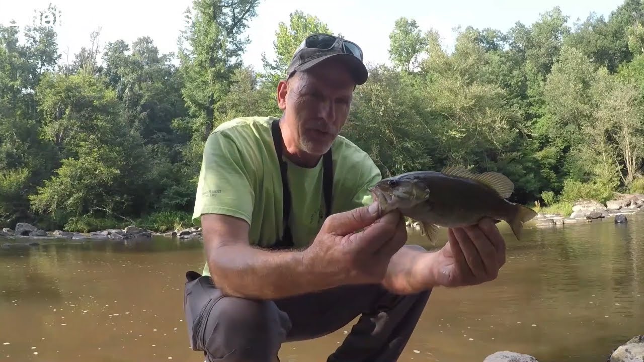 Smallmouth Bass in Central North Carolina ?? Uwharrie National Forest #uwharirie