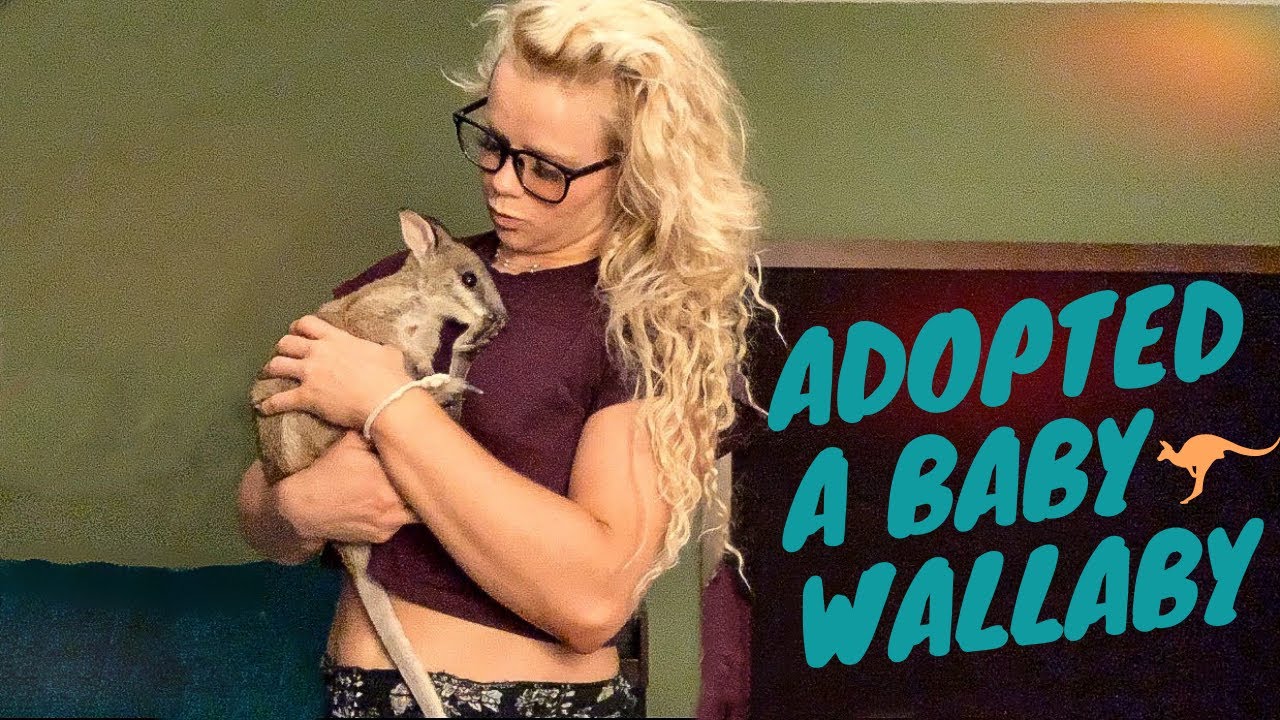 WALLABY 🦘ADOPTION day of!!
