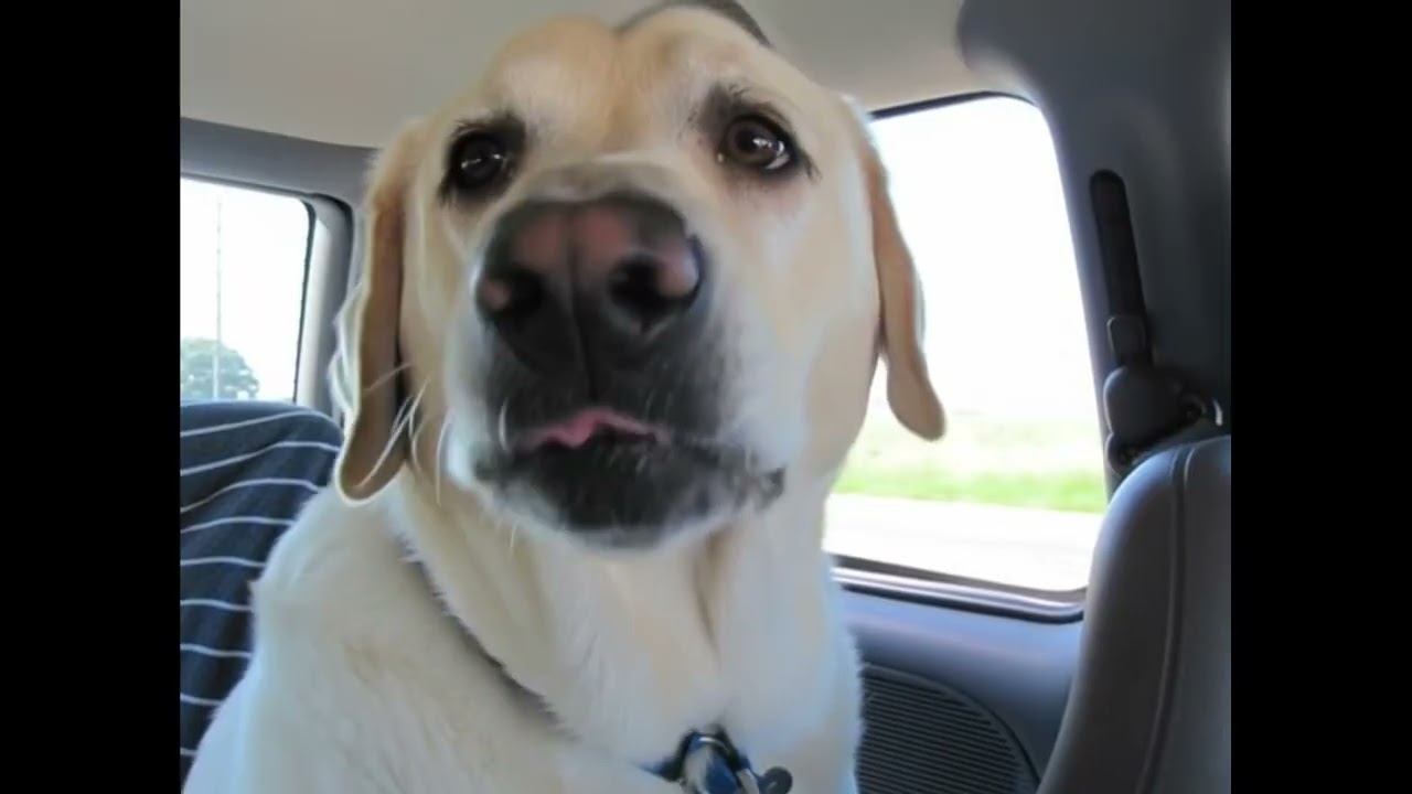 A Tribute to My Dog: The Moments I&rsquo;ll Never Forget