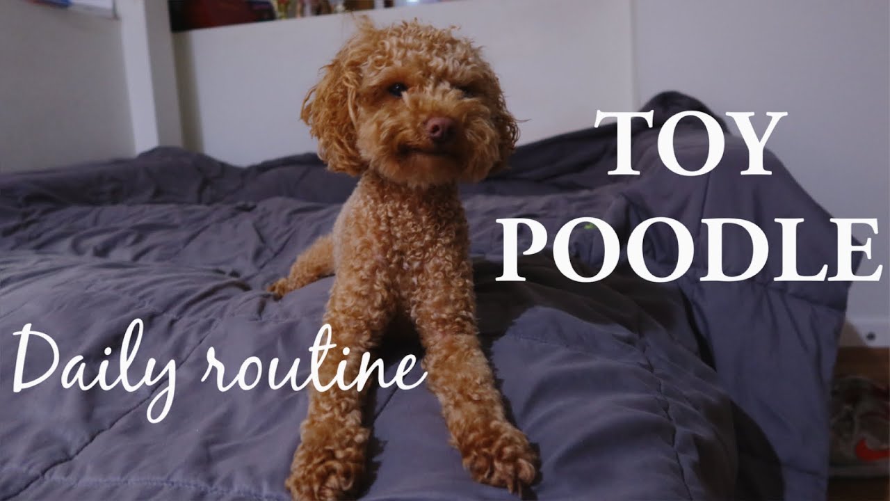 A DAY IN THE LIFE OF A TOY POODLE | POODLE DAILY ROUTINE
