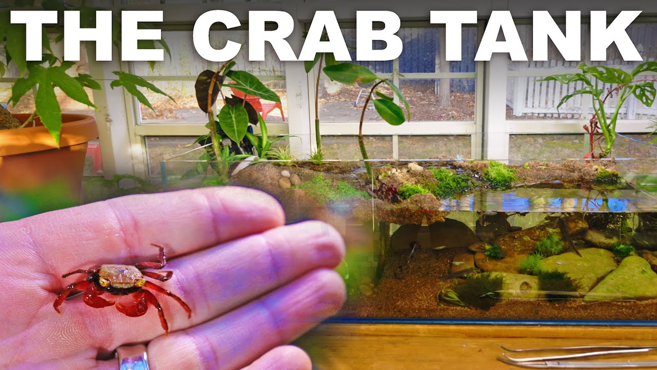 Three-tiered vivarium for vampire crabs, mangroves and rice fish (BUILD VIDEO)