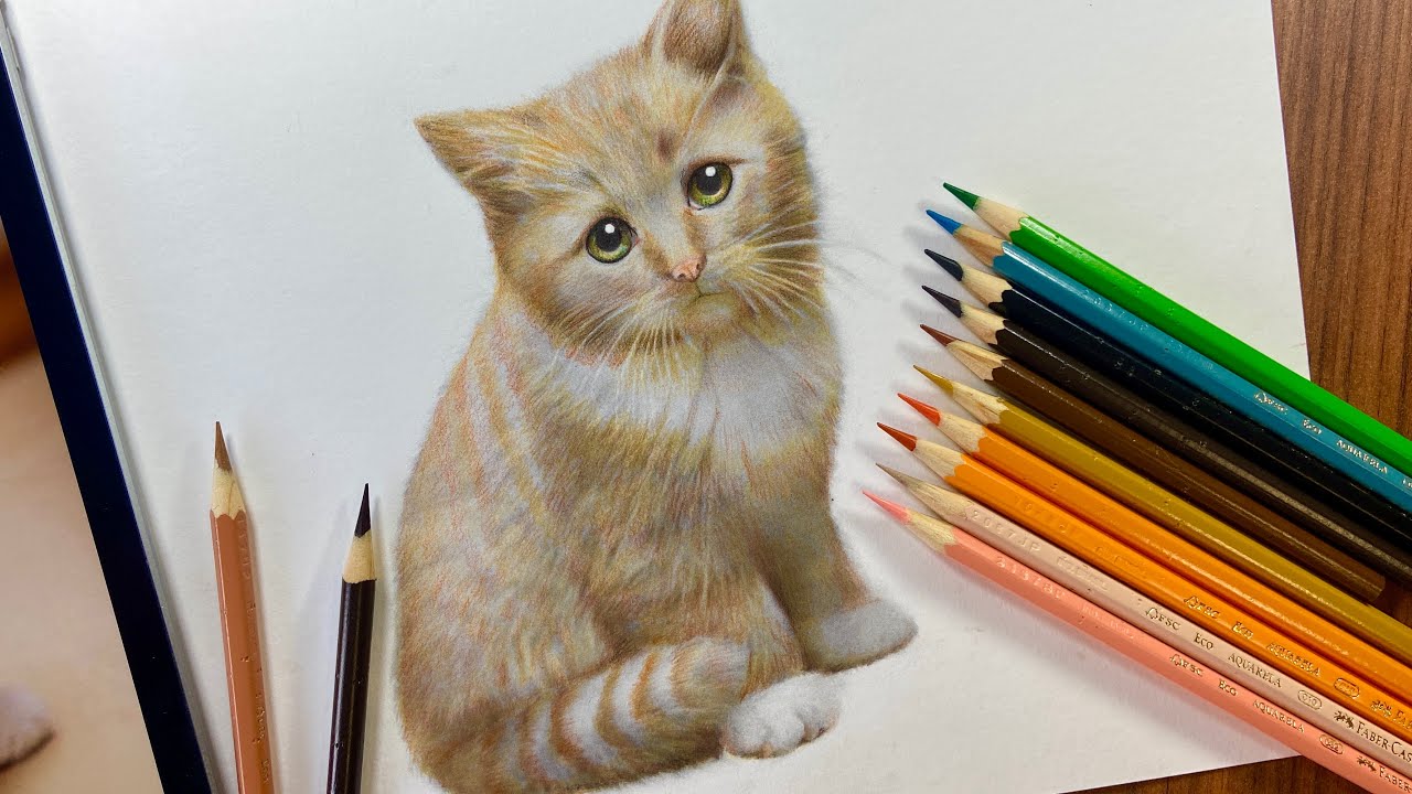 LIVE Tutorial de pintura Gatinho com lápis de cor I Márcio Graff
