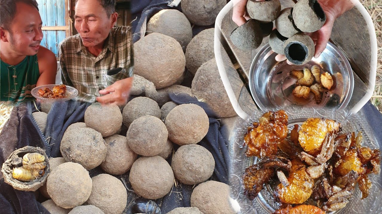 နွားချေးပိုးကောင် တွေ့ဖူးကြလား  စားဖူးကြလား ဂေါင်းကြီးကတော့ ယောက္ခမရွာဘက်ရောက်မှစားဖူးတယ်☺️
