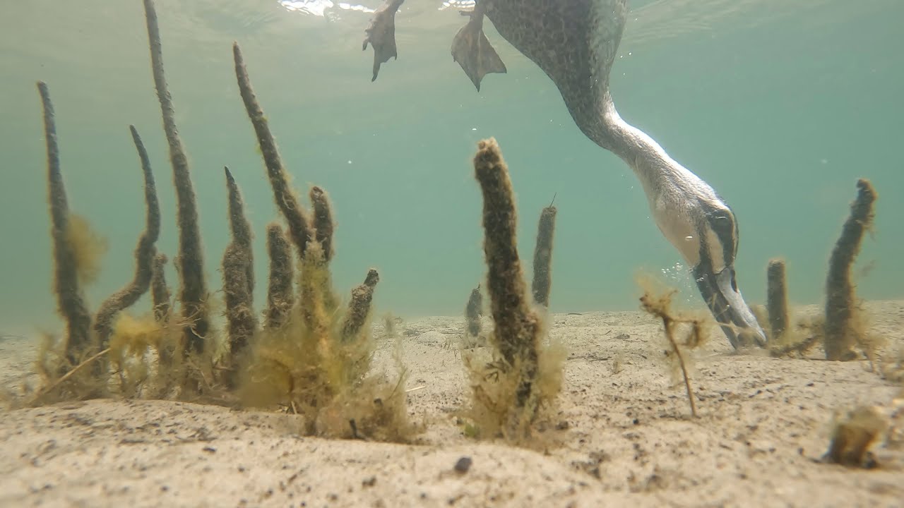 Underwater Duck Feeding!
