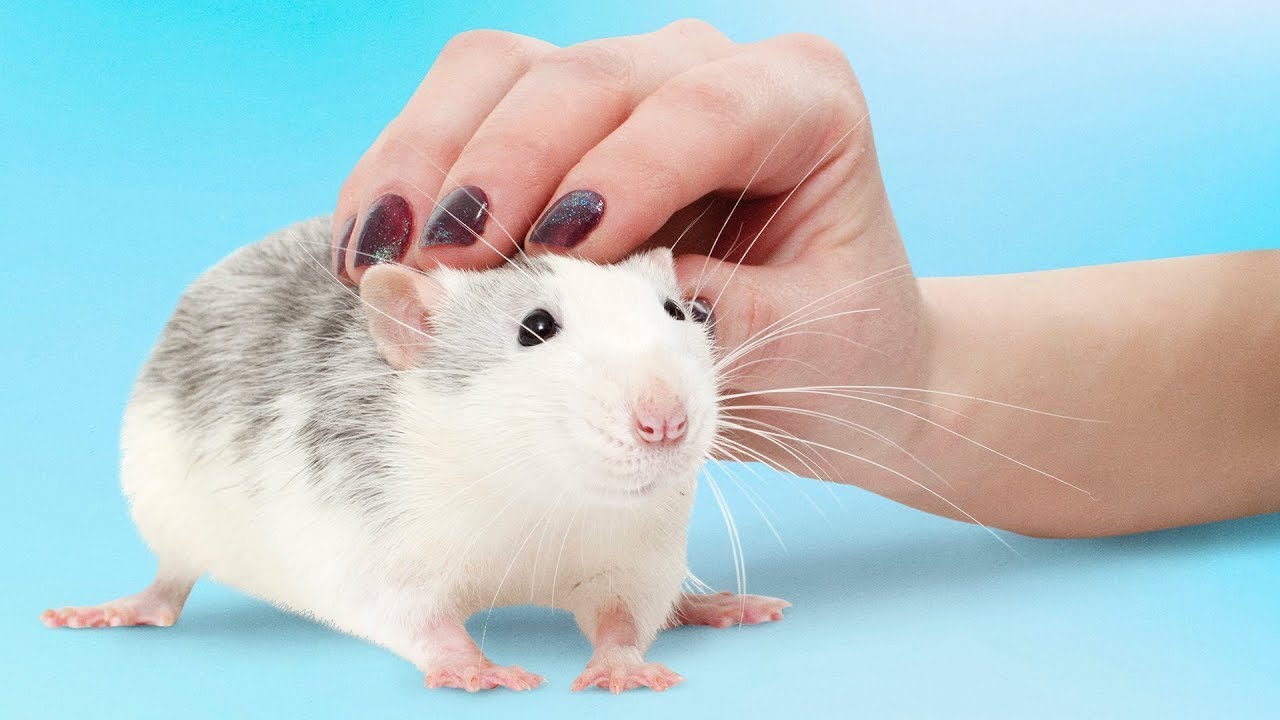 6 Gründe für eine Hausratte