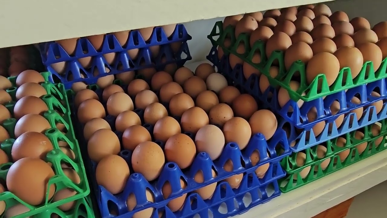 Centre d'emballage des oeufs à la ferme