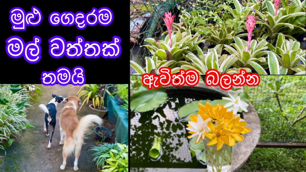 තමන්ගේ ගෙවත්ත මල් වත්තක් කරගෙන ජිවිතය ලස්සනට සැහැල්ලුවෙන් විඳින විදිහ බලන්න එන්න