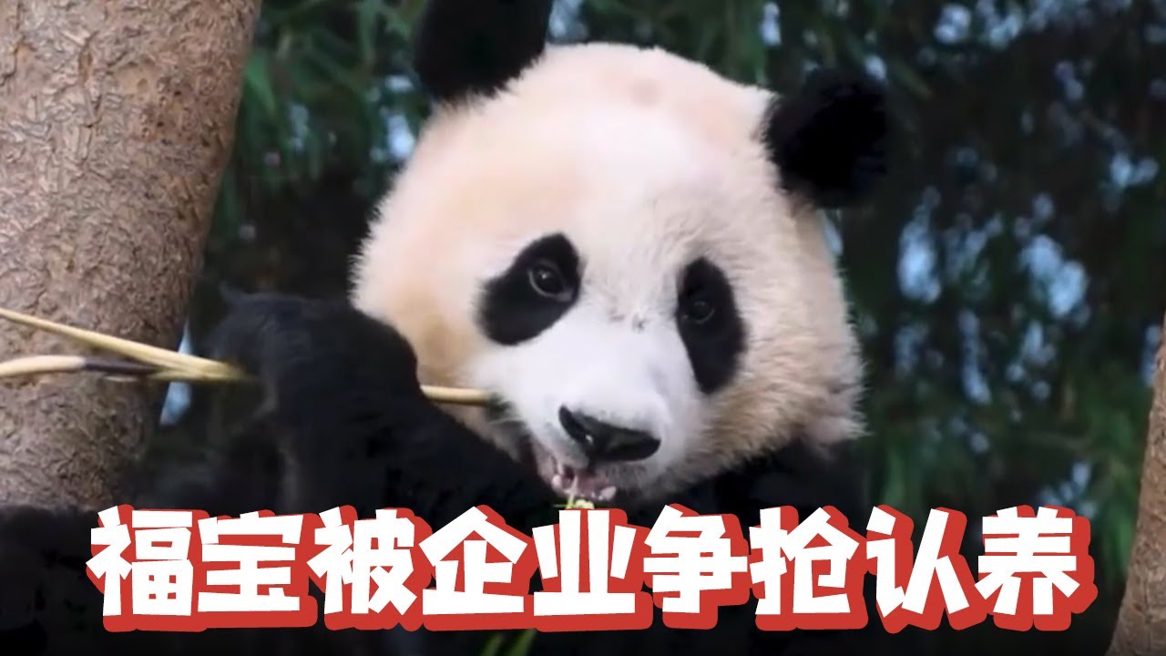 福宝被两家企业争抢认养，真是不管走到哪都是顶流，小公主的身份是藏不住了【追娱秀场】
