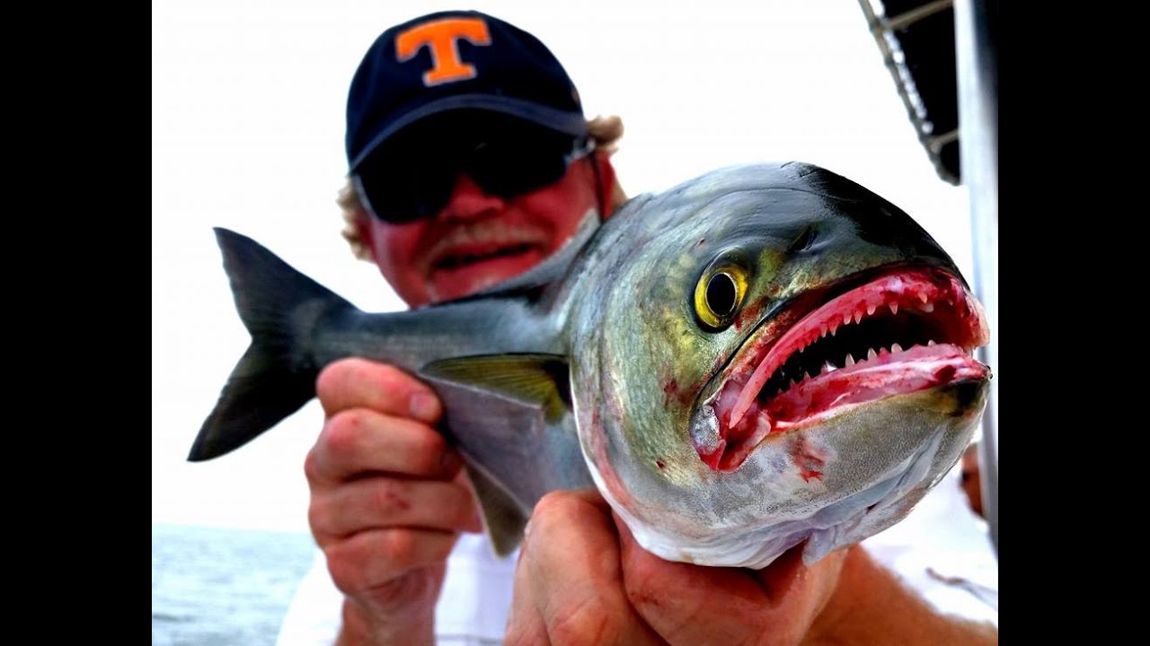 Mid Bay Bluefish