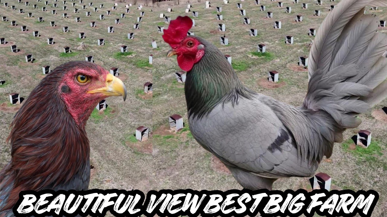 JUMPER FARM Beautiful View Big Farm Feeding Time Free Range Shape Chicken Coop Outdoor Breeding Pens
