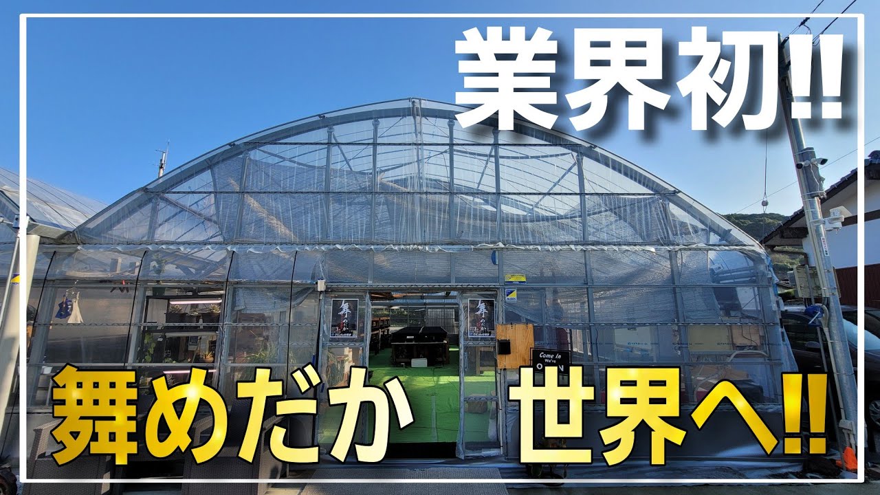 業界初‼日本のメダカが世界進出⁉『神ショップ』年間200万匹飼育する舞めだかさんがフランチャイズショーに出展‼　改良めだか　aquarium　アクアリウム　メダカ　植物