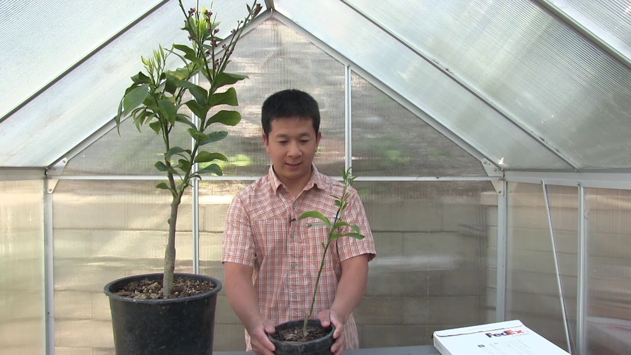 Crazy About Citrus | Ep03 New Budwood + Update on Grafted Citrus