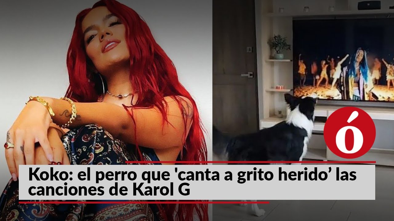 La Opini&oacute;n te cuenta | Koko: el perro que 'canta a grito herido&rsquo; las canciones de Karol G
