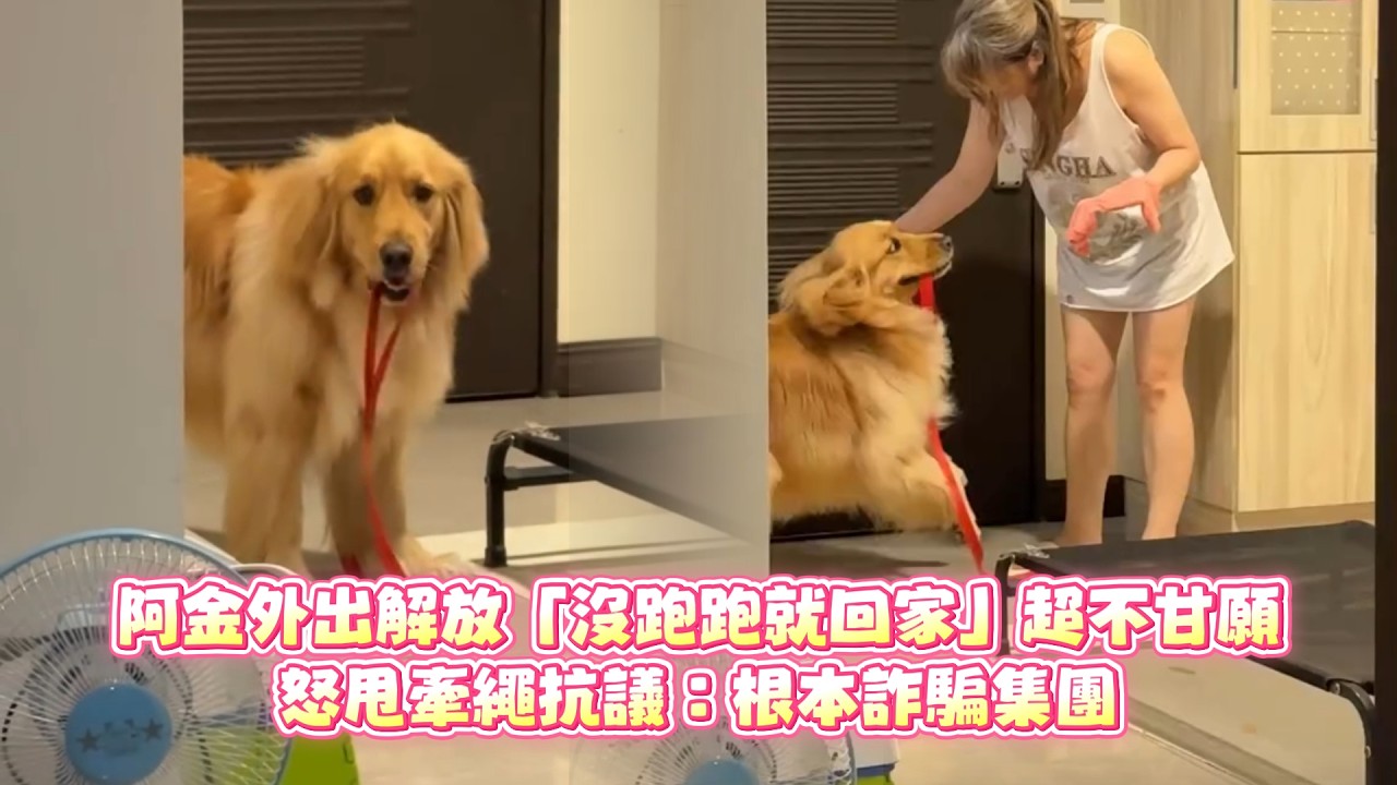 阿金外出解放「沒跑跑就回家」超不甘願！怒甩牽繩抗議：根本詐騙集團💢