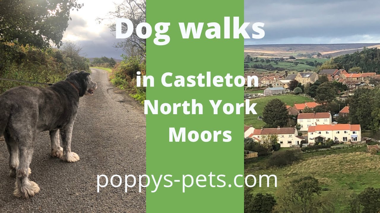 North York Moors - Walking Trail with Teddy  (suitable for senior dogs): Castleton Village &  Nearby