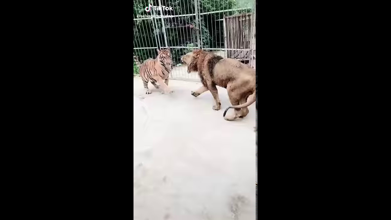 Hổ vs sư tử