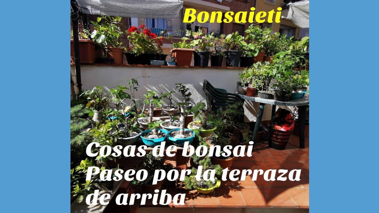 Cosas de bonsai(Paseo por la terraza de arriba)