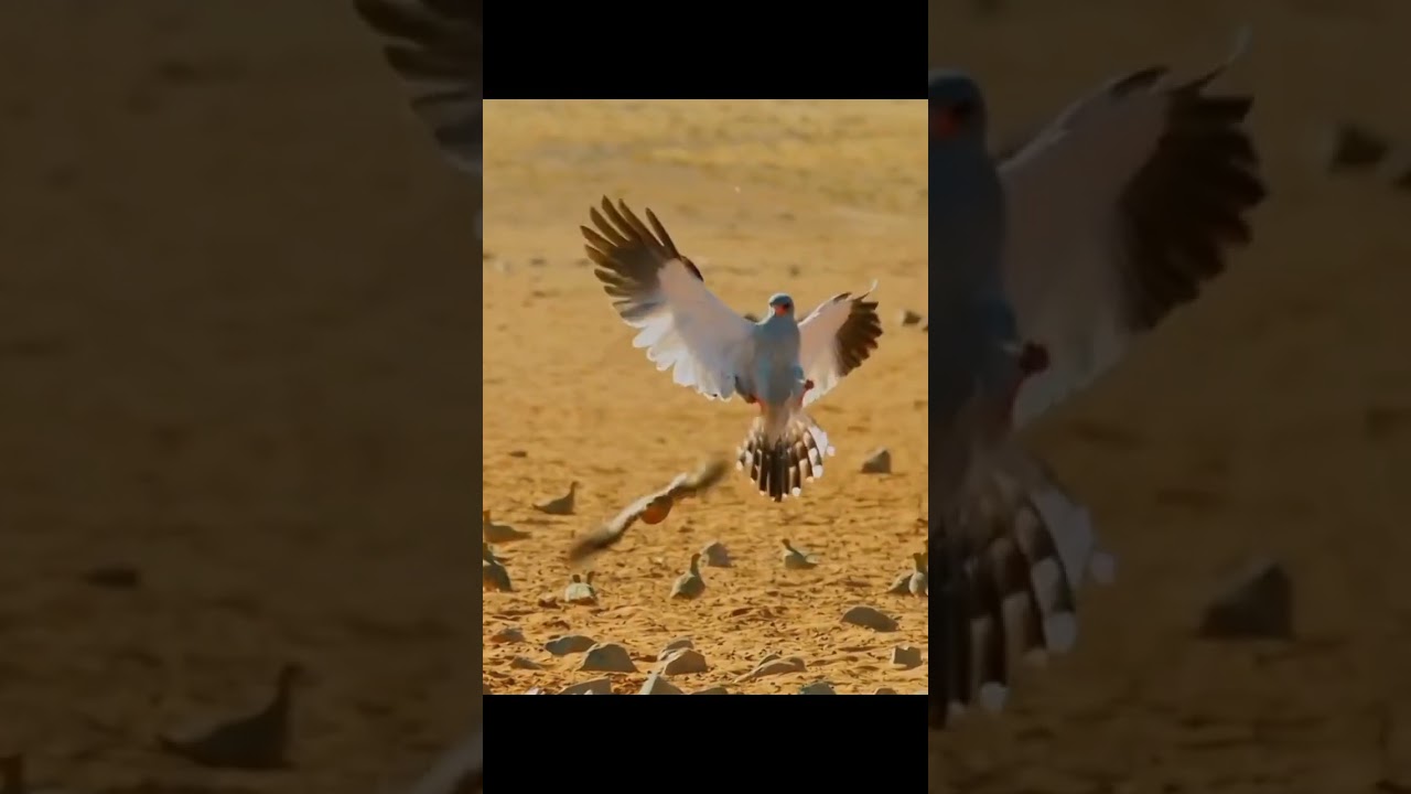 animaldocumentry#birds#viral#animaldocumentry#viralreels#trandingreel#animallife#forestlifestyle