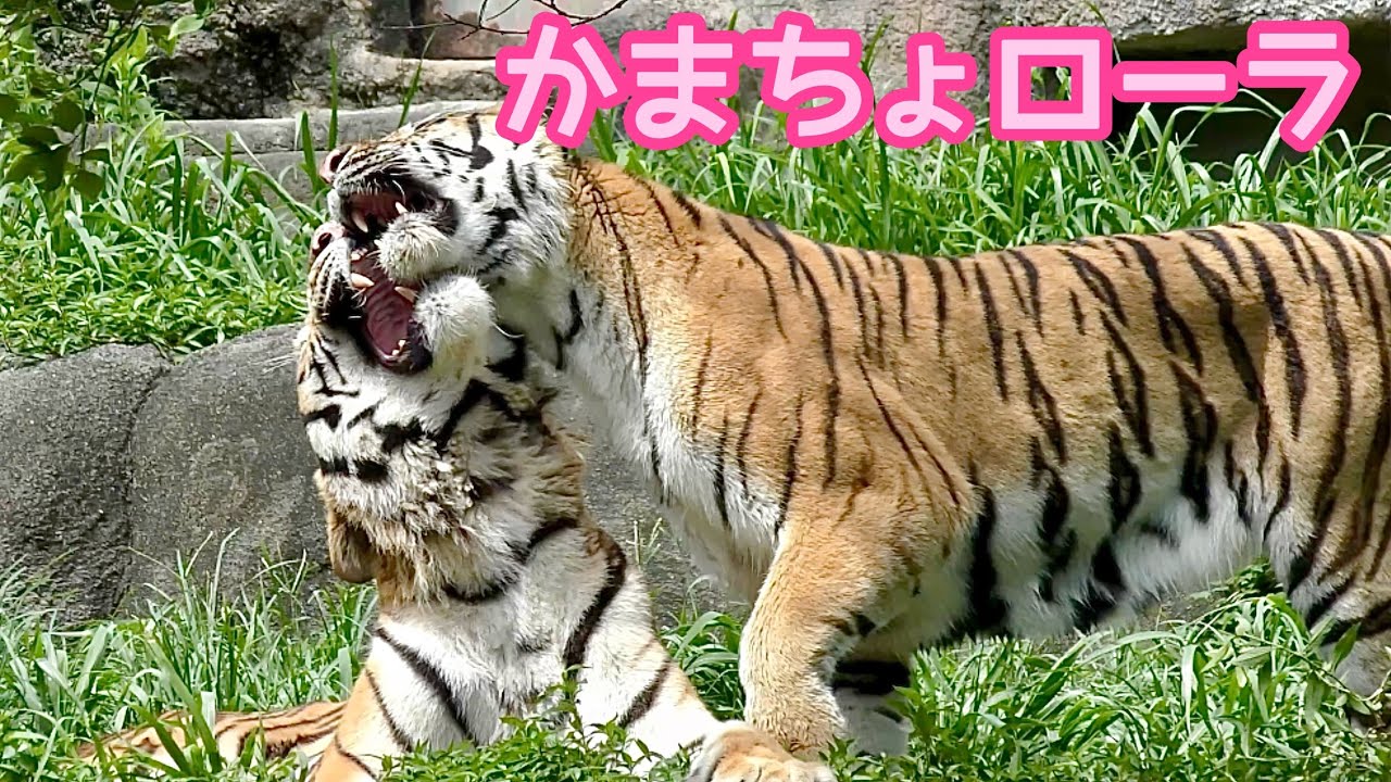 ローラはいつだってソーンにかまってほしいようです【浜松市動物園】Amur tiger Lora-chan Son-kun Hamamatsu Zoo 