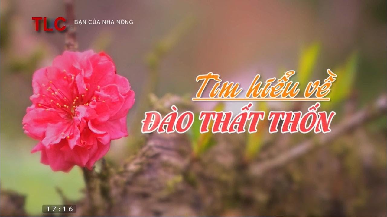 Kỹ thuật trồng đào thất thốn