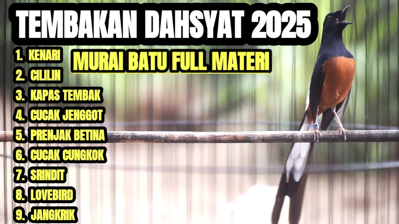 SEKALI DENGAR PANCINGAN MURAI BATU INI BIKIN MURAI BATU ANDA JADI GACOR FULL ISIAN MEWAH