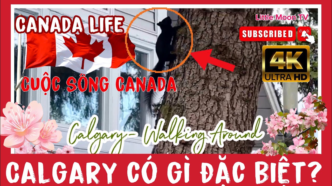 MOON 4K Canada top places Calgary walking around cherry blossom cuộc sống Calgary dạo quanh mùa hoa