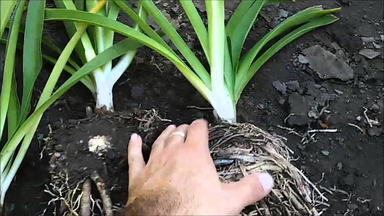 División de Agapantos - Vivero Marra